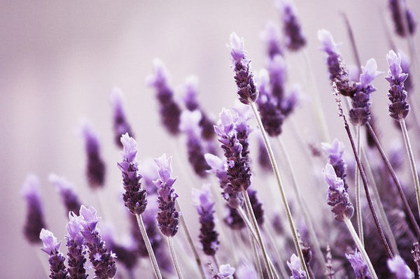Top 5 – Health Benefits of Lavender